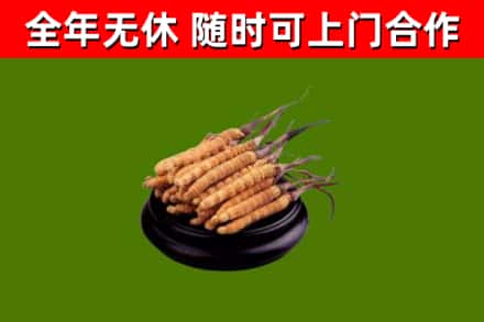 团风回收散虫草